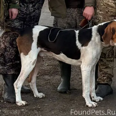 Пропало 2 собаки 23 ноября око...