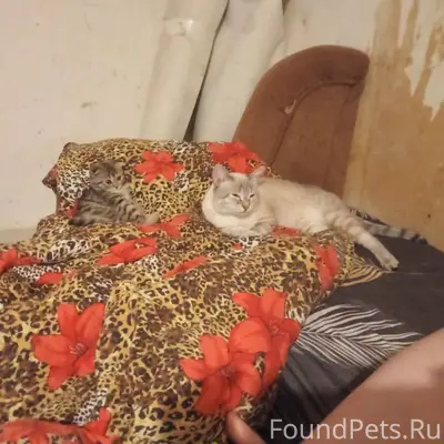 Пропал кот завут Вася на 5...