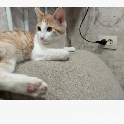 Пропал котенок, угол ул. Ленин...