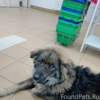 В Уфе замечена собака, возможн...