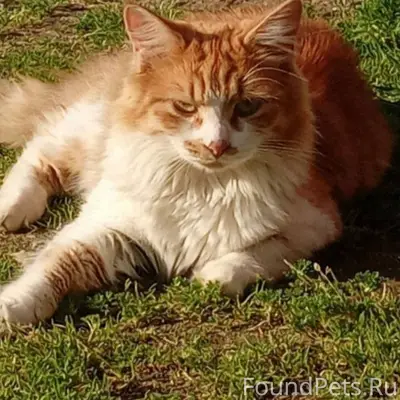 9 ноября пропал кот в деревне....