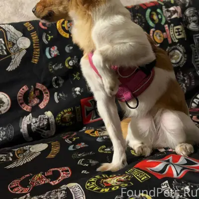 Потеряли собаку, в районе боль...