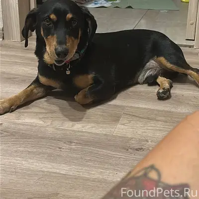 Пропал пес , по кличке Рич Нов...