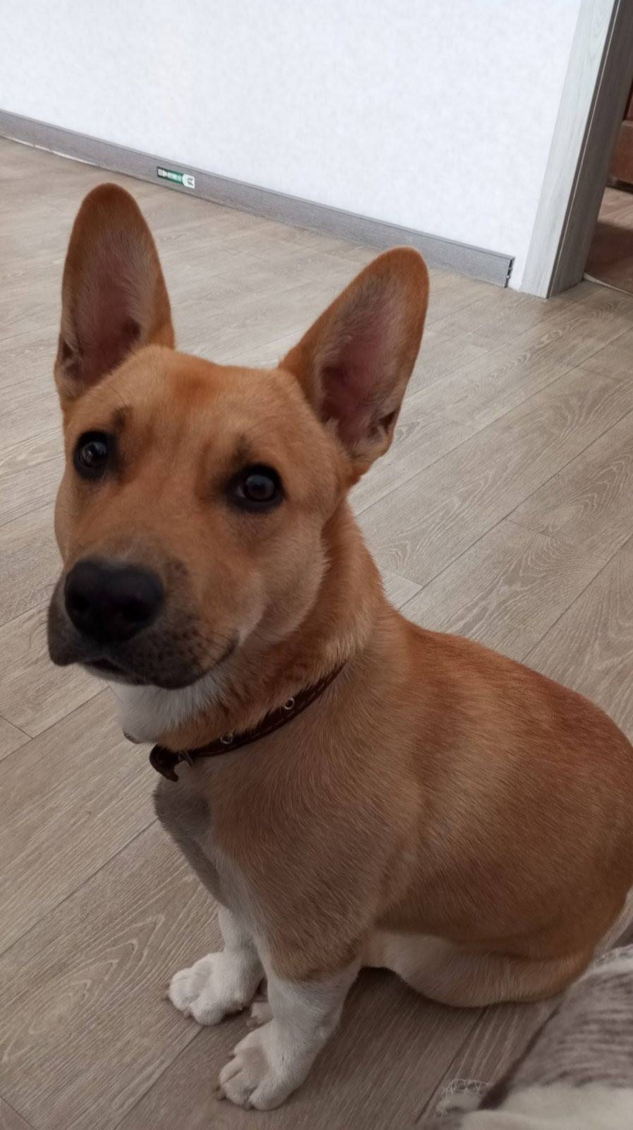 Пропала собака(мальчик)рыжего ...