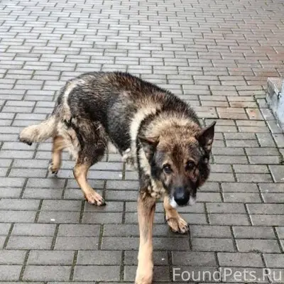 ГОМЕЛЬ!!! Чья потеряшка замече...