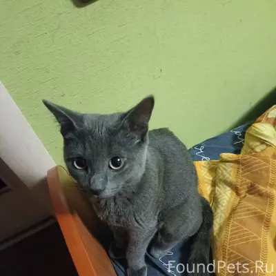 Найден котёнок, подросток, зуб...