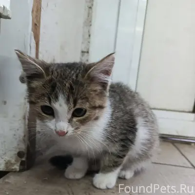 Найден котёнок в р-не Жëлтого....