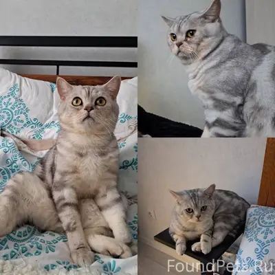 Добрый день!Пропал кот в район...