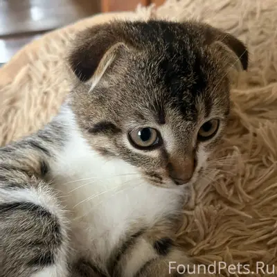 Пропал кот, зовут "Барсик" По ...