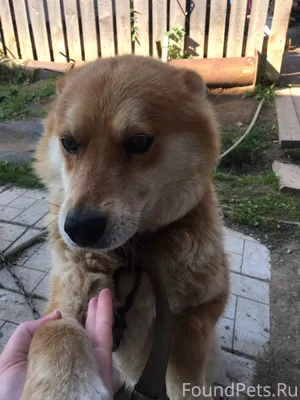 Потерялась собака, откликается...