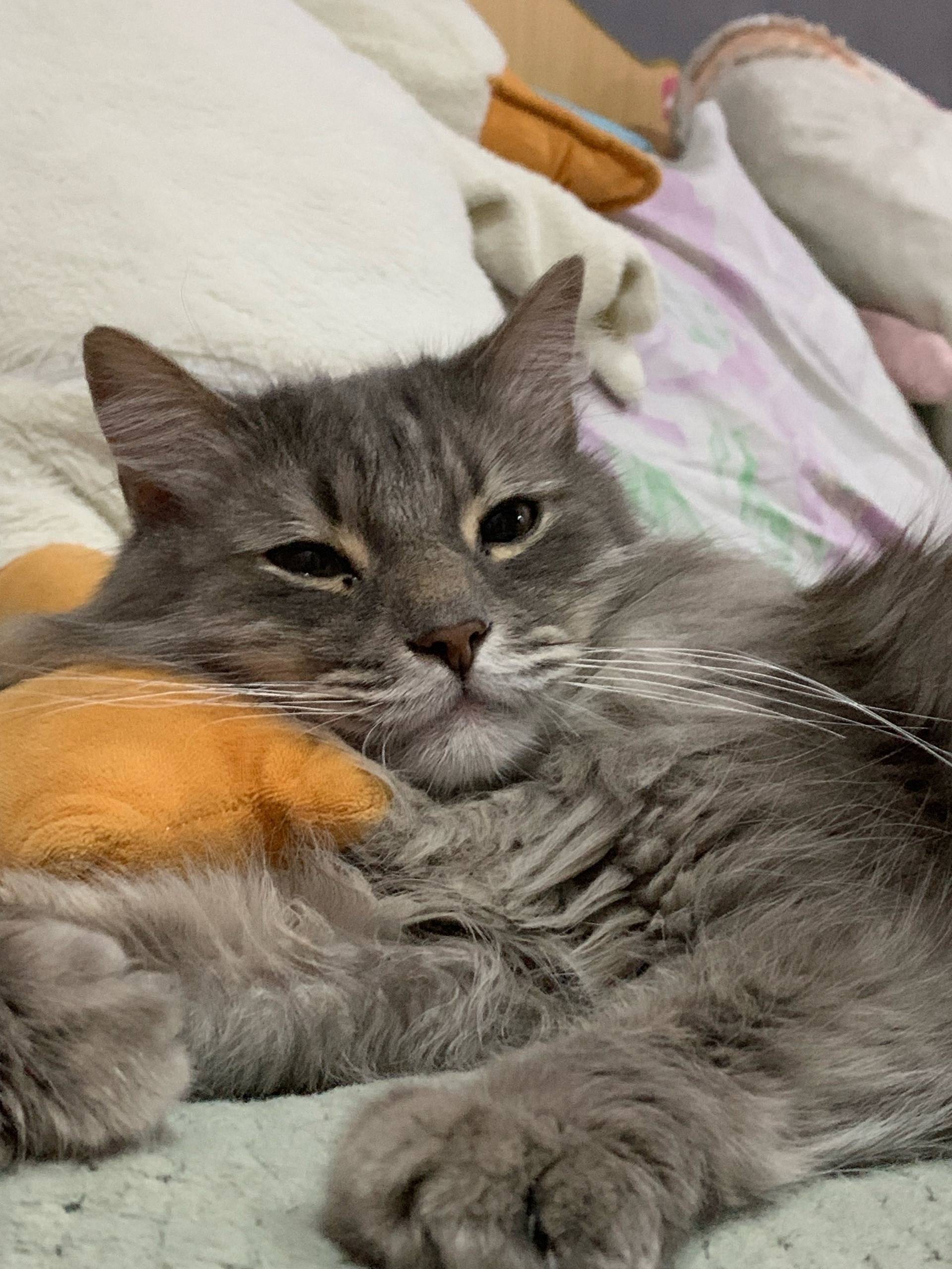 ПРОПАЛ КОТ ❗❗❗ Откликается по ...