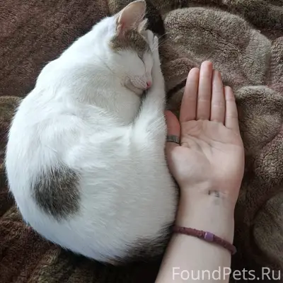 Пропала кошка трëхцветная Ëкиса