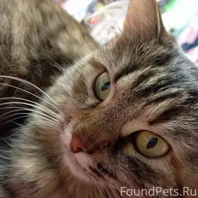 20.11. от дома №56 по...