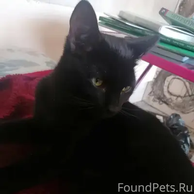 Пропал кот полностью черный от...