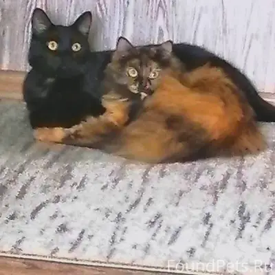 ПРОПАЛА КОШКА!!! Пропала кошка...