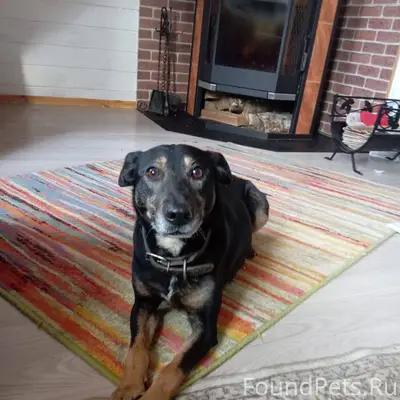 Найдена собака в деревне Елиза...