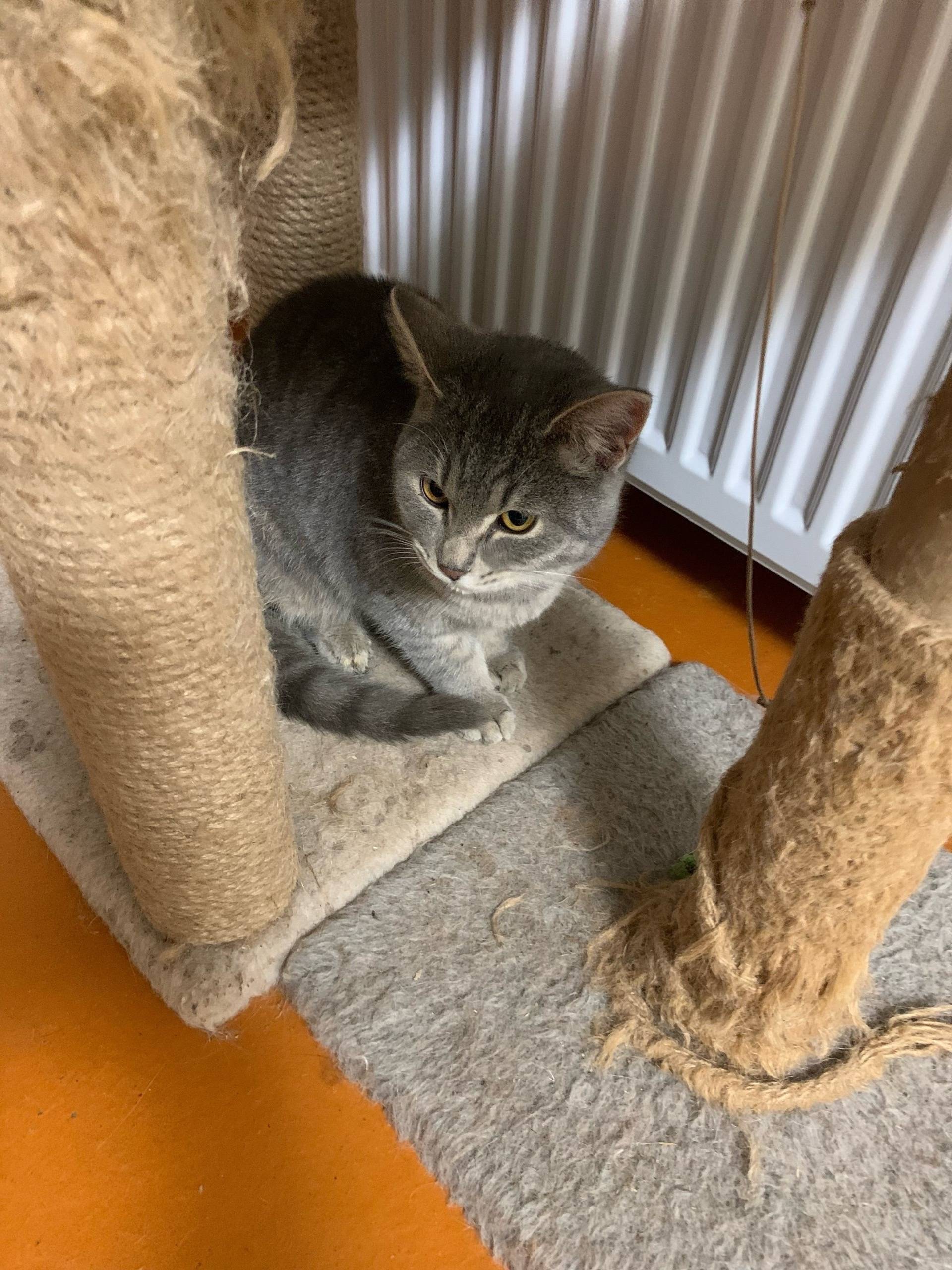 Найден кот в районе Арбата, ул...