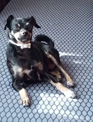 Пропала собака, откликается на...