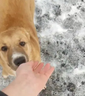 Пушкино. В районе д. Алёшино п...