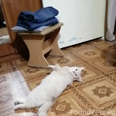 Верните кота Васю. Пропал ул. ...