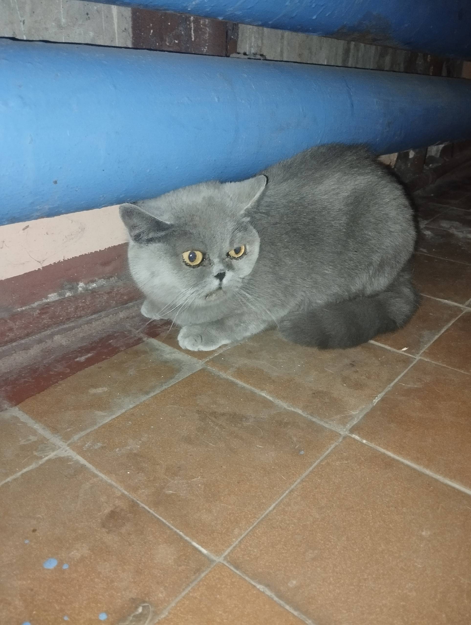 Кто котика потерял? Сидит в 4....