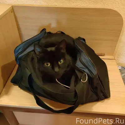 Пропал черный кот в светлом ош...