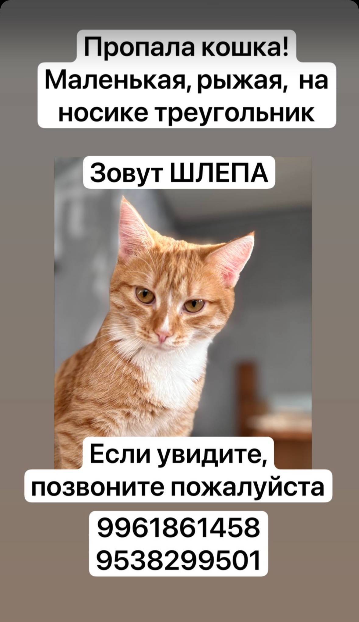 Пропала кошка!!! Ленина 20 Нер...