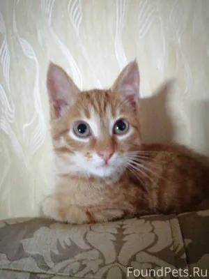 Срочно! Ищет дом маленький кот...