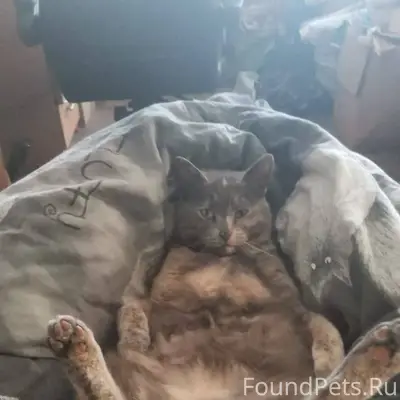 Хозяева ищут кошку Помогаю инф...
