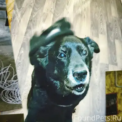 Убежала собака, старый глухой ...