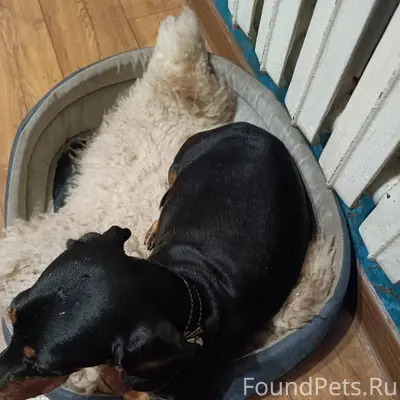 Пропала такса, сегодня вечером...