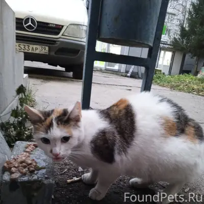 Найдена кошка в Чкаловске, кра...