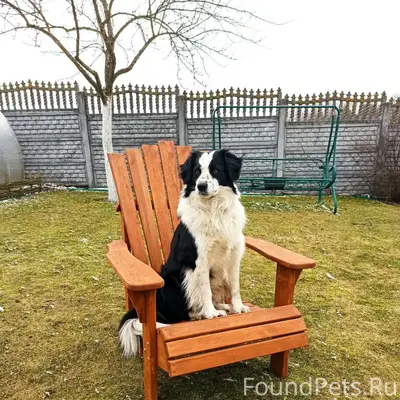 Потерялась собака