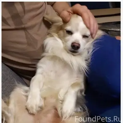 ПОТЕРЯЛСЯ🆘 Сегодня 25.11 потер...