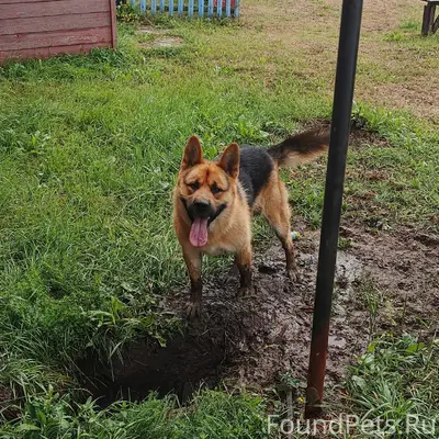 Чуварлеи. Помогите найти собак...