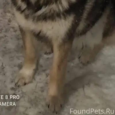 Потерялась любимая собака, Кли...