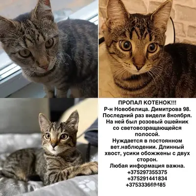 Пропал котенок. Помогите пожал...