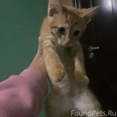 ‼️Срочно в добрые ручки‼️ В по...