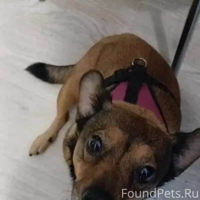 Потерялся пёс