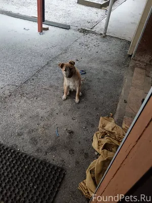 Щенок в добрые руки,3-4...