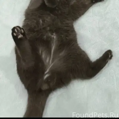 Пропал кот семён,выбежал из до...