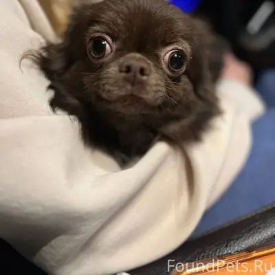 Найдена собака Ул Северная 8 О...