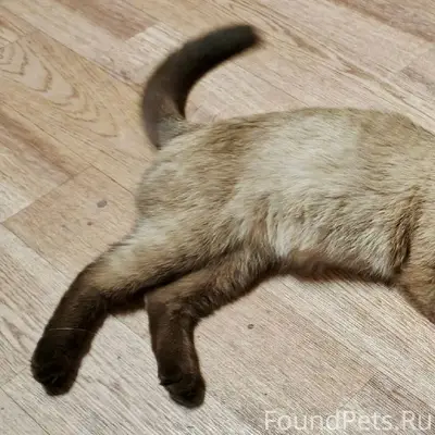Найдена сиамская кошка! (в рай...