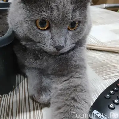 Пропал кот , район Катюшено по...