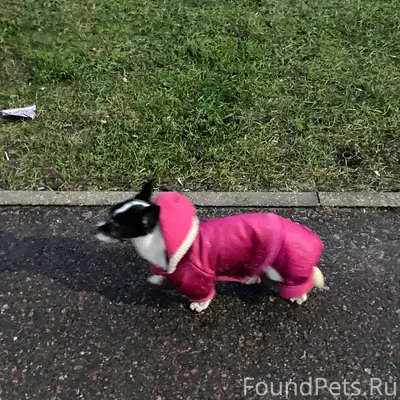 ЧЬЯ ПОТЕРЯШКА?! На остановке «...