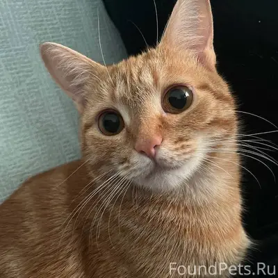 🆘🆘🆘🆘🆘🆘🆘 Новомосковск! Пропала ...