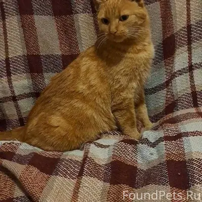 Найдена красивая рыжая кошка. ...