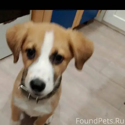 Потерялся щенок‼️‼️‼️ Район Бе...