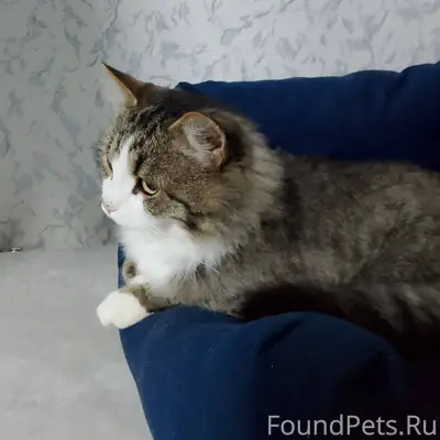 Трое суток назад пропал кот. Н...