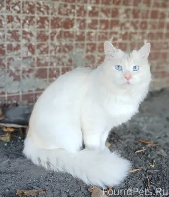 Срочно ‼️ В конце Монгоры найд...